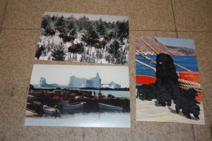 Moose, Newfoundland Dogs, and a harbour with an iceberg.